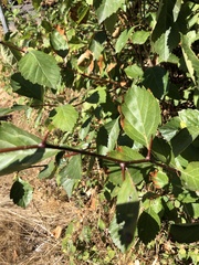 Crataegus gaylussacia