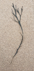 Ascophyllum nodosum