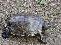 Trachemys venusta