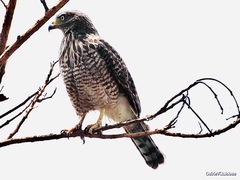 Rupornis magnirostris