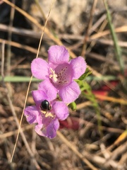 Agalinis aspera
