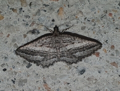 Rhoptria asperaria