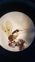 Mycetophila colorata