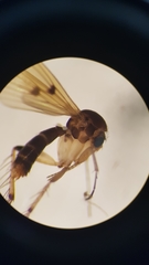 Mycetophila colorata