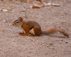 Tamiasciurus hudsonicus