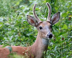 Odocoileus virginianus
