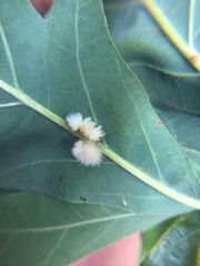 Druon quercusflocci