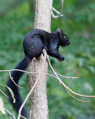 Sciurus carolinensis