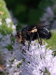 Tachinidae