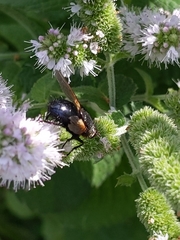 Tachinidae