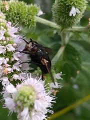 Tachinidae