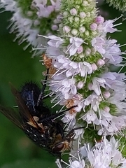Tachinidae
