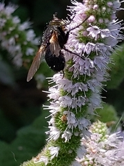 Tachinidae
