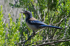 Aphelocoma insularis