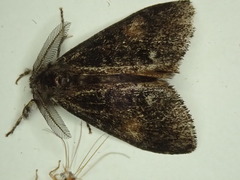 Orgyia pseudotsugata