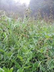 Dictamnus dasycarpus