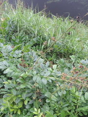 Dictamnus dasycarpus