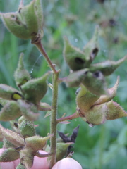 Dictamnus dasycarpus