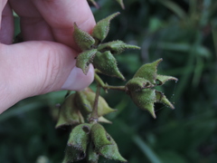 Dictamnus dasycarpus