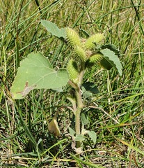 Xanthium strumarium canadense