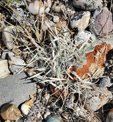 Astragalus spatulatus