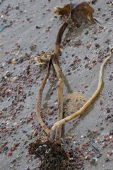 Laminaria hyperborea