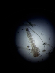 Coquillettidia perturbans