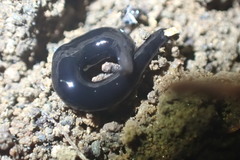 Kontikia ventrolineata