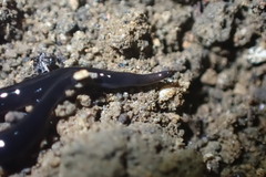 Kontikia ventrolineata