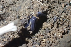 Kontikia ventrolineata