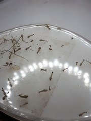 Coquillettidia perturbans