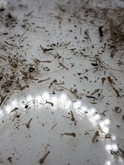 Coquillettidia perturbans