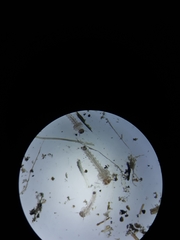 Coquillettidia perturbans