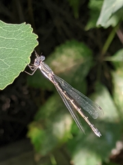 Lestidae