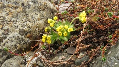Draba alpina