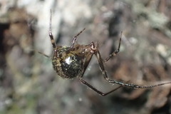 Theridion zantholabio
