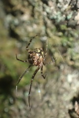 Theridion zantholabio