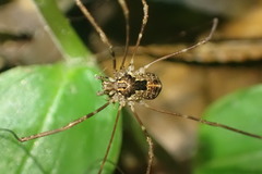 Forsteropsalis pureora