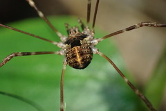 Forsteropsalis pureora