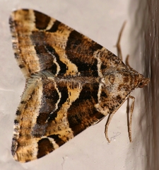 Chiasmia inaequilinea