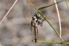 Proctacanthus milbertii