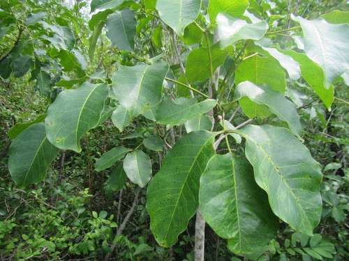 Black Poisonwood