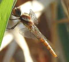 Pantala hymenaea