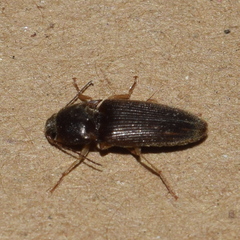 Conoderus falli