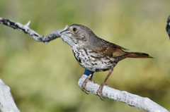 Passerella iliaca monoensis