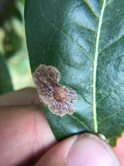 Tischeria quercitella