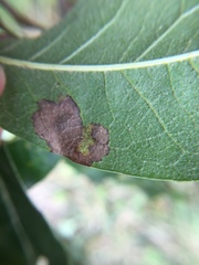 Tischeria quercitella