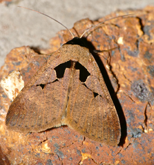 Anoba atriplaga