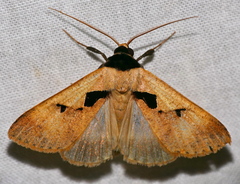 Anoba atriplaga