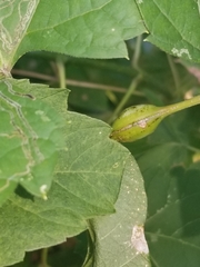 Neolasioptera vitinea